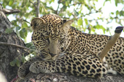 Jeune mâle léopard dans un arbre